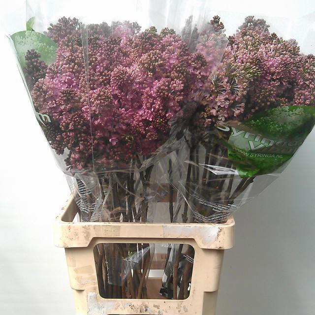 <h4>SYR HY MAIDENS BLUSH</h4>