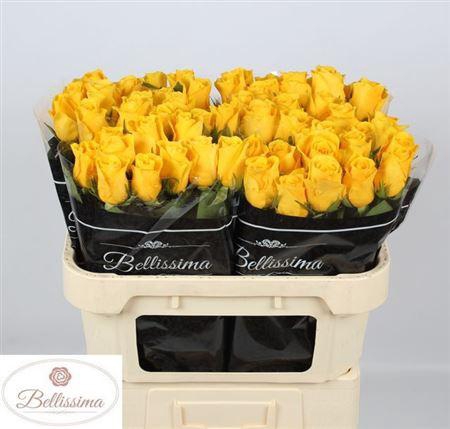 <h4>R Gr Momentum+</h4>