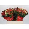 Hypericum Rainbow Romance