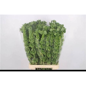 Moluccella Stuk P Stem