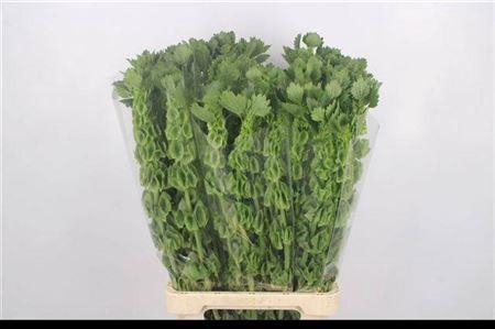 Moluccella Stuk P Stem