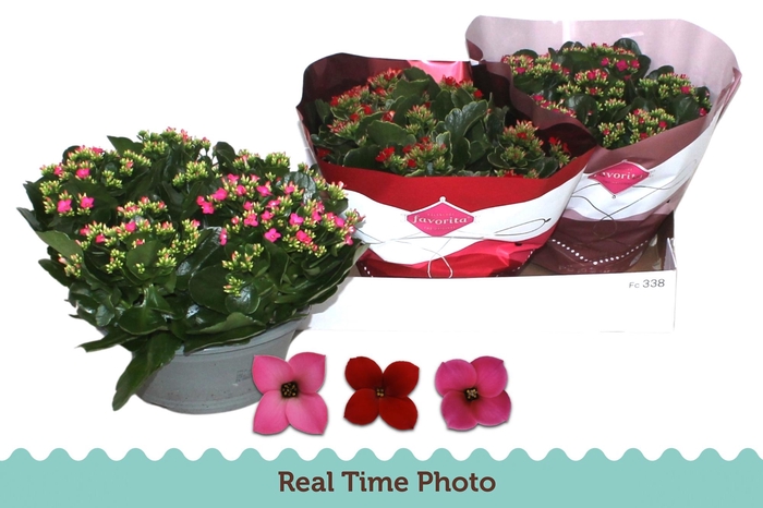 <h4>KAL EN GEM 3 KL</h4>