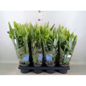 Phlebodium aureum 'Blue Star'