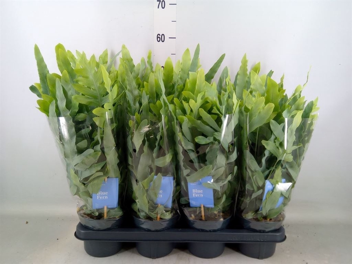 <h4>Phlebodium aureum 'Blue Star'</h4>