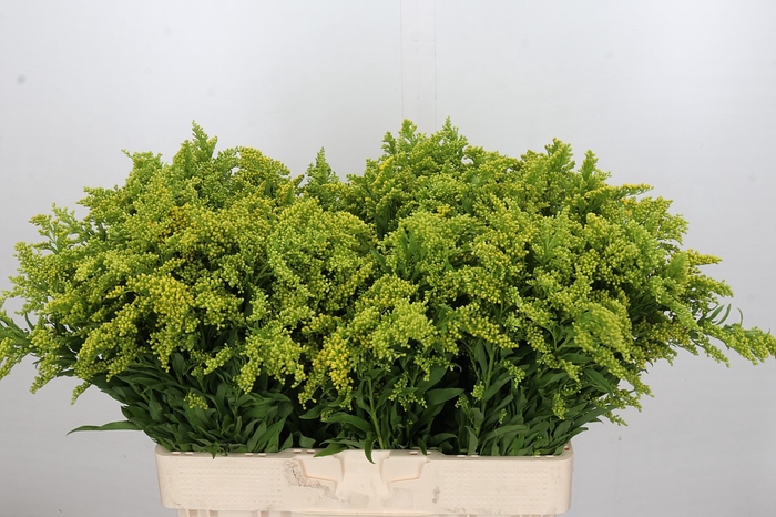 Solidago Golden Glory