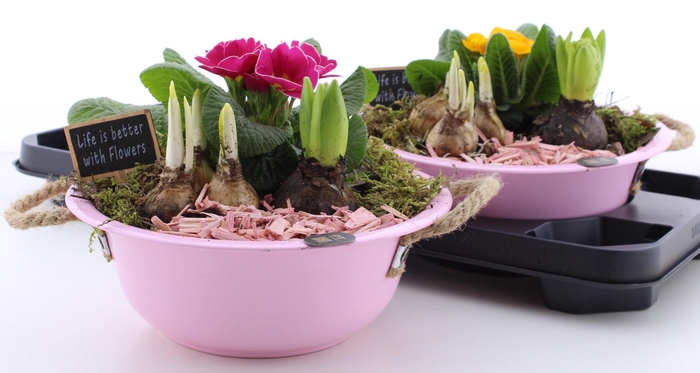 <h4>ARR PL IN SCHAAL</h4>