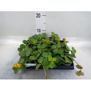 Peperomia