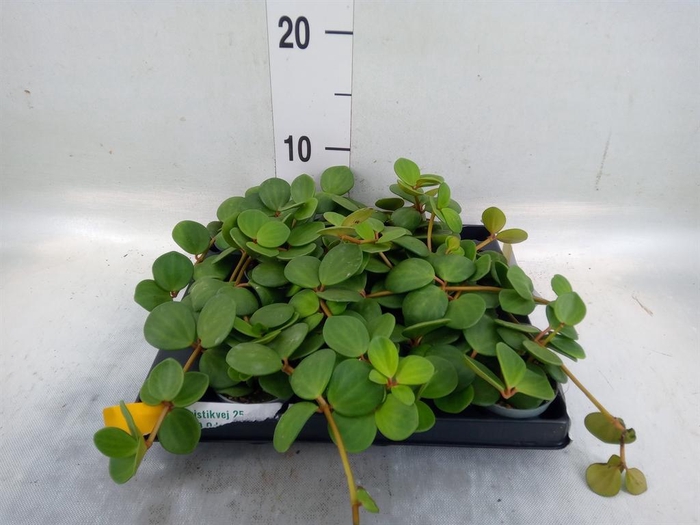 <h4>Peperomia</h4>