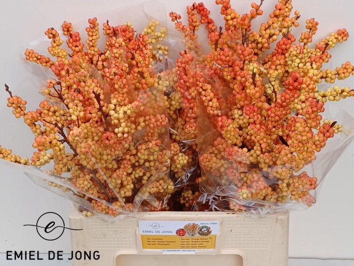 <h4>Ilex victoria</h4>