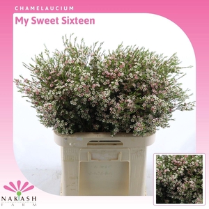 Chamelaucium My Sweet Sixteen