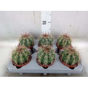 Cactus   ...