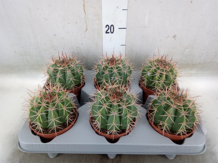 <h4>Cactus   ...</h4>