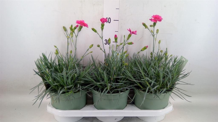 <h4>Dianthus   ...</h4>