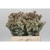 Anigozanthos Cape Gray Moss