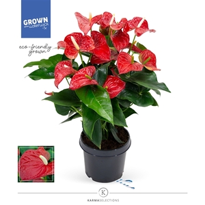 Anthurium - KARMA Red | 21cm