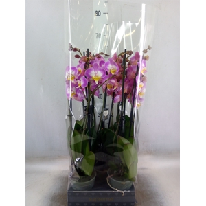Phalaenopsis  'Ant Split'