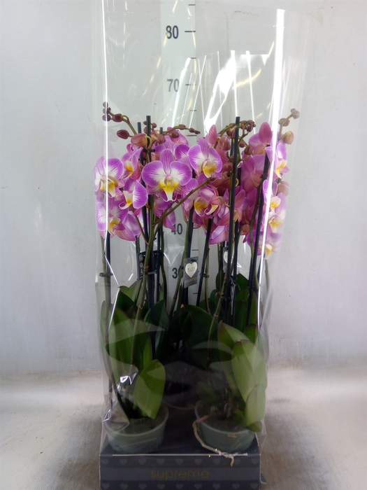 <h4>Phalaenopsis  'Ant Split'</h4>