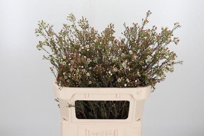 <h4>Chame Un Ella</h4>