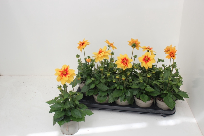 <h4>DAHL L ME GEM</h4>