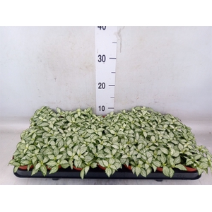 Fittonia  'Mosaic White Forest Fla'