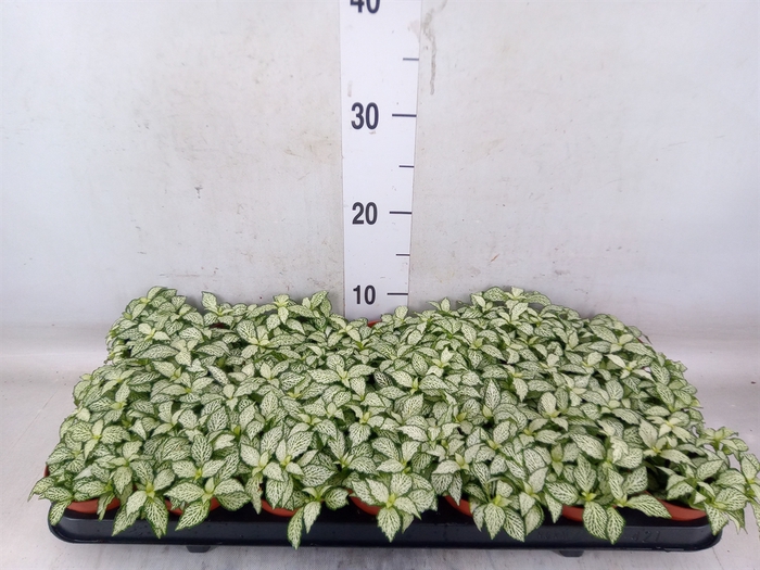 <h4>Fittonia  'Mosaic White Forest Fla'</h4>
