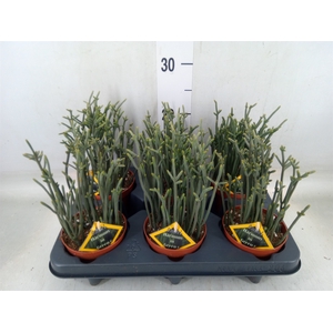 Crassula   ...