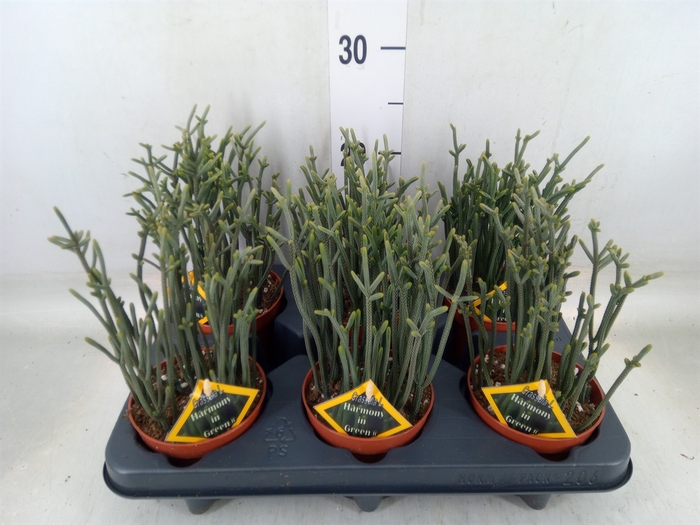 <h4>Crassula   ...</h4>