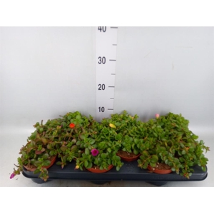 Portulaca   ...