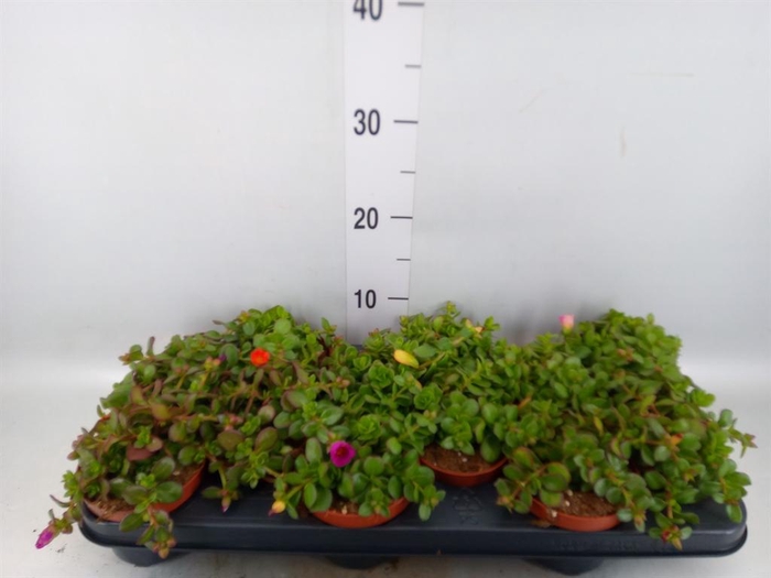 <h4>Portulaca   ...</h4>