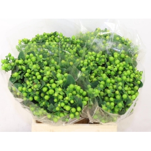 HYP MAG GREEN POWER