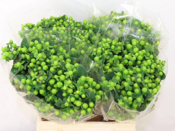 <h4>HYP MAG GREEN POWER</h4>