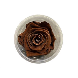 Rose Preserved L4W4D4