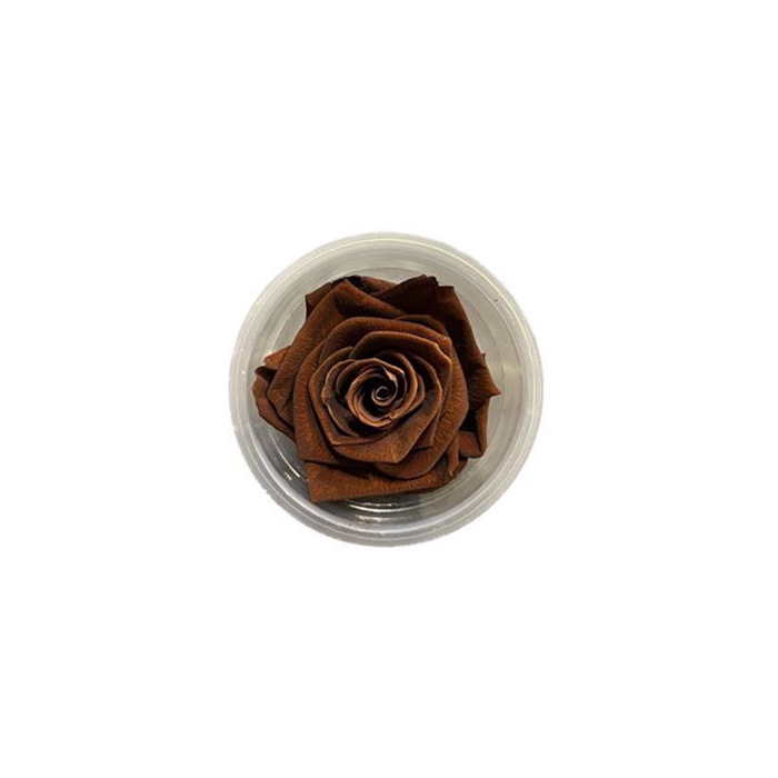 <h4>Rose Preserved L4W4D4</h4>