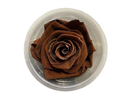 Rose Preserved L4W4D4