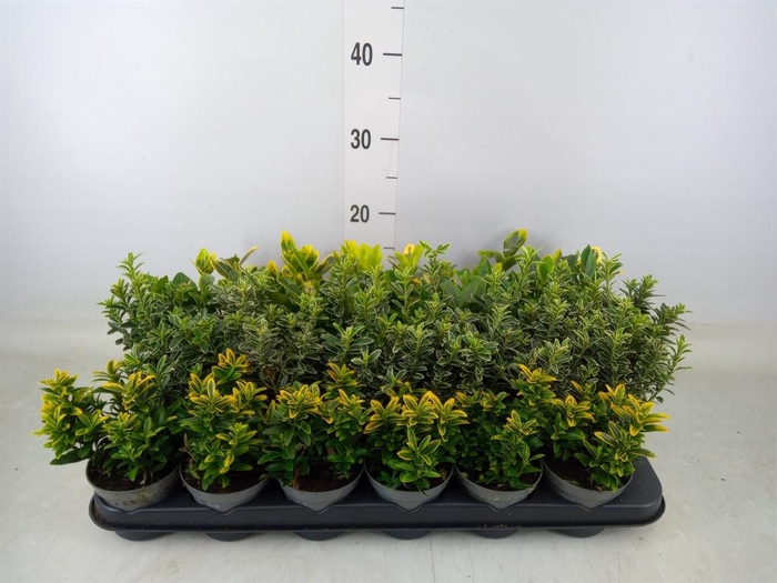 <h4>Euonymus japon. ...mix</h4>