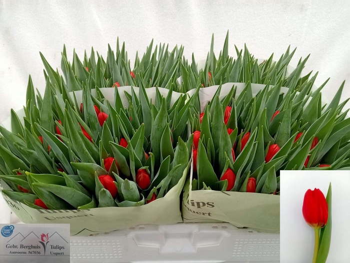 <h4>TU EN BEN FIRE</h4>