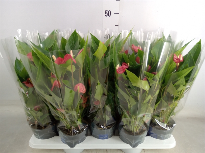 <h4>Anthurium andr. 'Mill Flowers Red'</h4>