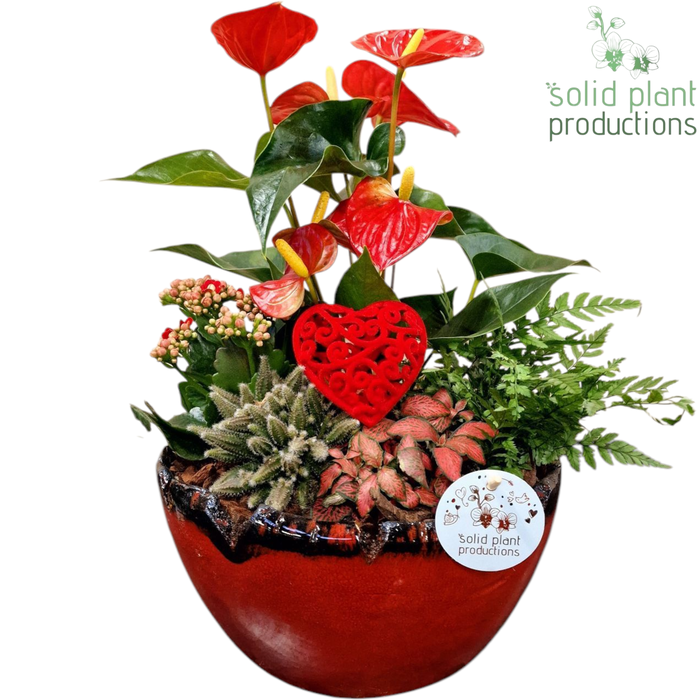 <h4>AT082 Olivia Red Anthurium</h4>