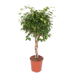 Ficus Exotica