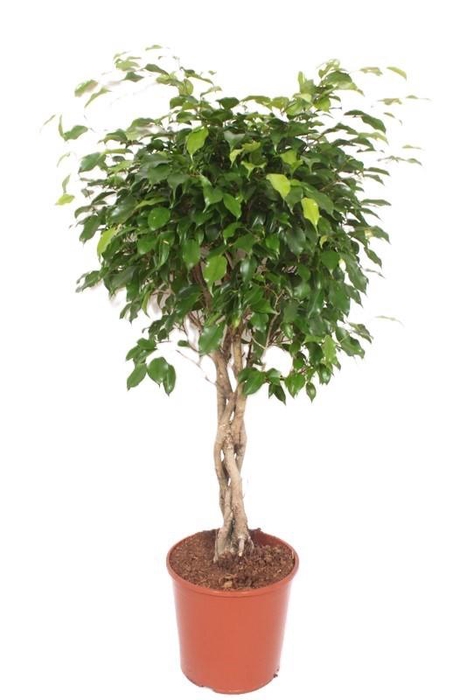 <h4>Ficus Exotica</h4>