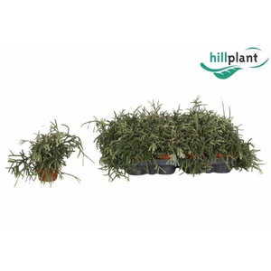 RHIPSALIS PILOCARPA