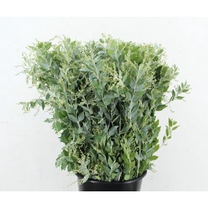 DECOGROEN OV