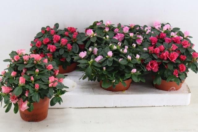 <h4>RHODO SI VOGEL GEM</h4>