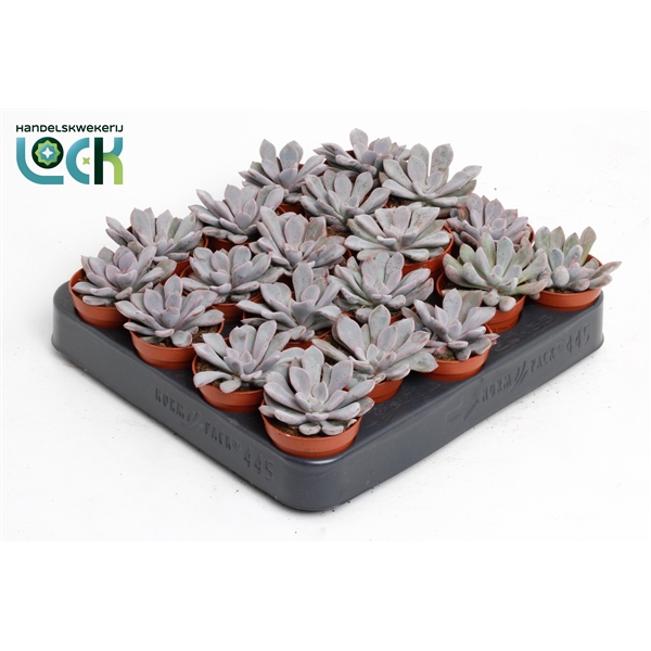 <h4>Echeveria Monica</h4>