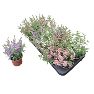 ANG OV