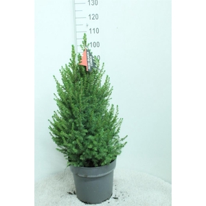 Picea glauca 'Conica'