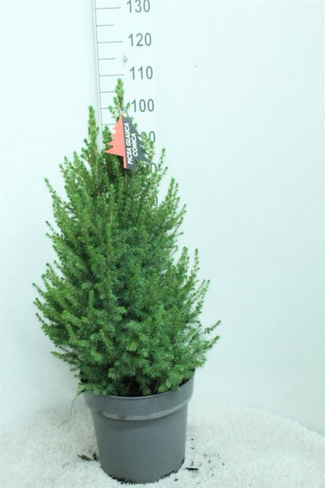 <h4>Picea glauca 'Conica'</h4>