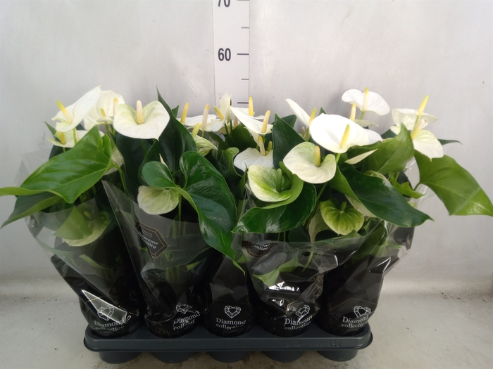 <h4>Anthurium andr. 'Cocos'</h4>