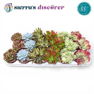 Discover® - Sevilla Succulents Mix (Deluxe)