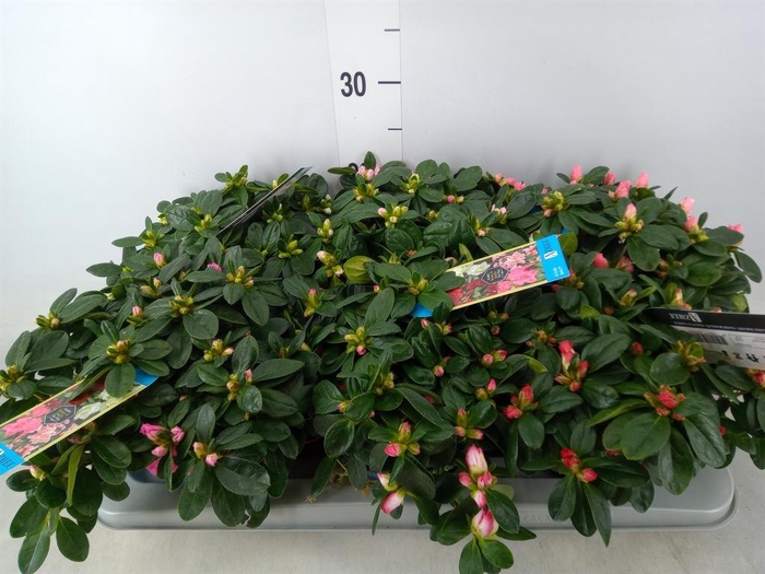 <h4>Rhododendron sim. 'Hellmut V' .mix6</h4>